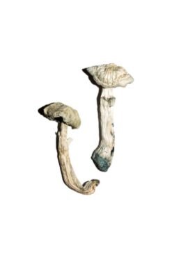 Buy Avery’s Albino Magic Mushrooms