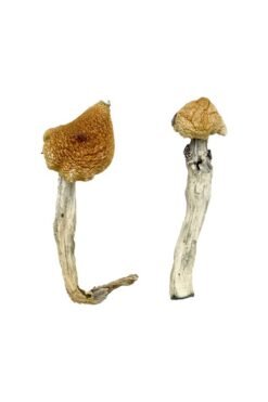 Buy Aztec God Magic Mushrooms
