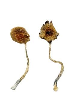 Buy Ban Thurian Magic Mushrooms