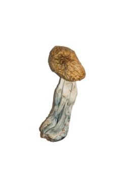 Buy Big Mex Magic Mushrooms