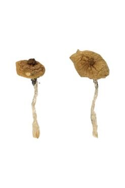 Buy Blue Magnolia Rust Magic Mushrooms