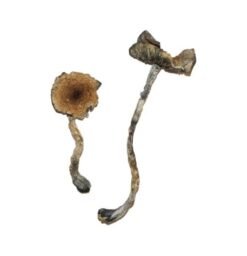 Buy Blue Meanie Magic Mushrooms