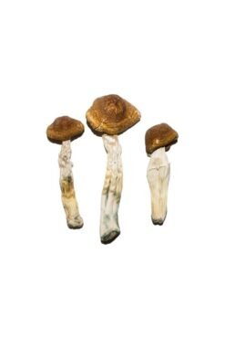 Buy Brazilian Magic Mushrooms