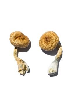 Buy Cambodian Magic Mushrooms