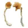 Buy Costa Rican Blue Magic Mushrooms