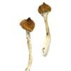 Buy Dancing Tiger Magic Mushrooms
