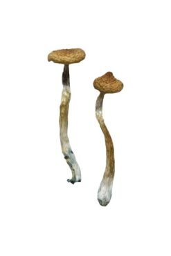 Buy Escondido Magic Mushrooms