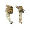 Buy Shepherds Cut Penis Envy Magic Mushrooms