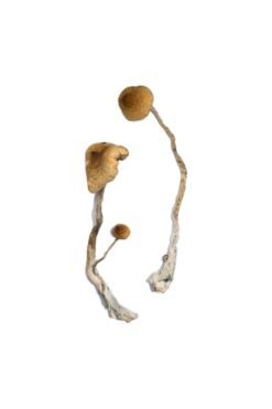 Buy Syzygy Magic Mushrooms