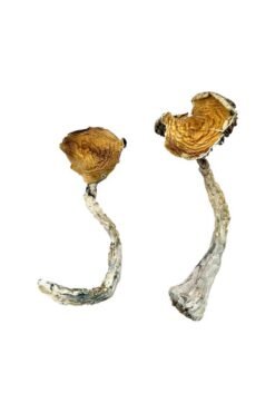 Buy Tidal Wave Magic Mushrooms