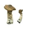 Buy Tri-Colour Ecuadorian Magic Mushrooms