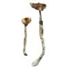 Buy Z-Strain Magic Mushrooms