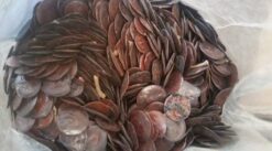 Buy Anadenanthera peregrina “Yopo”