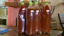 Buy Ayahuasca Tea Online