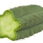 Buy San Pedro Powder Online